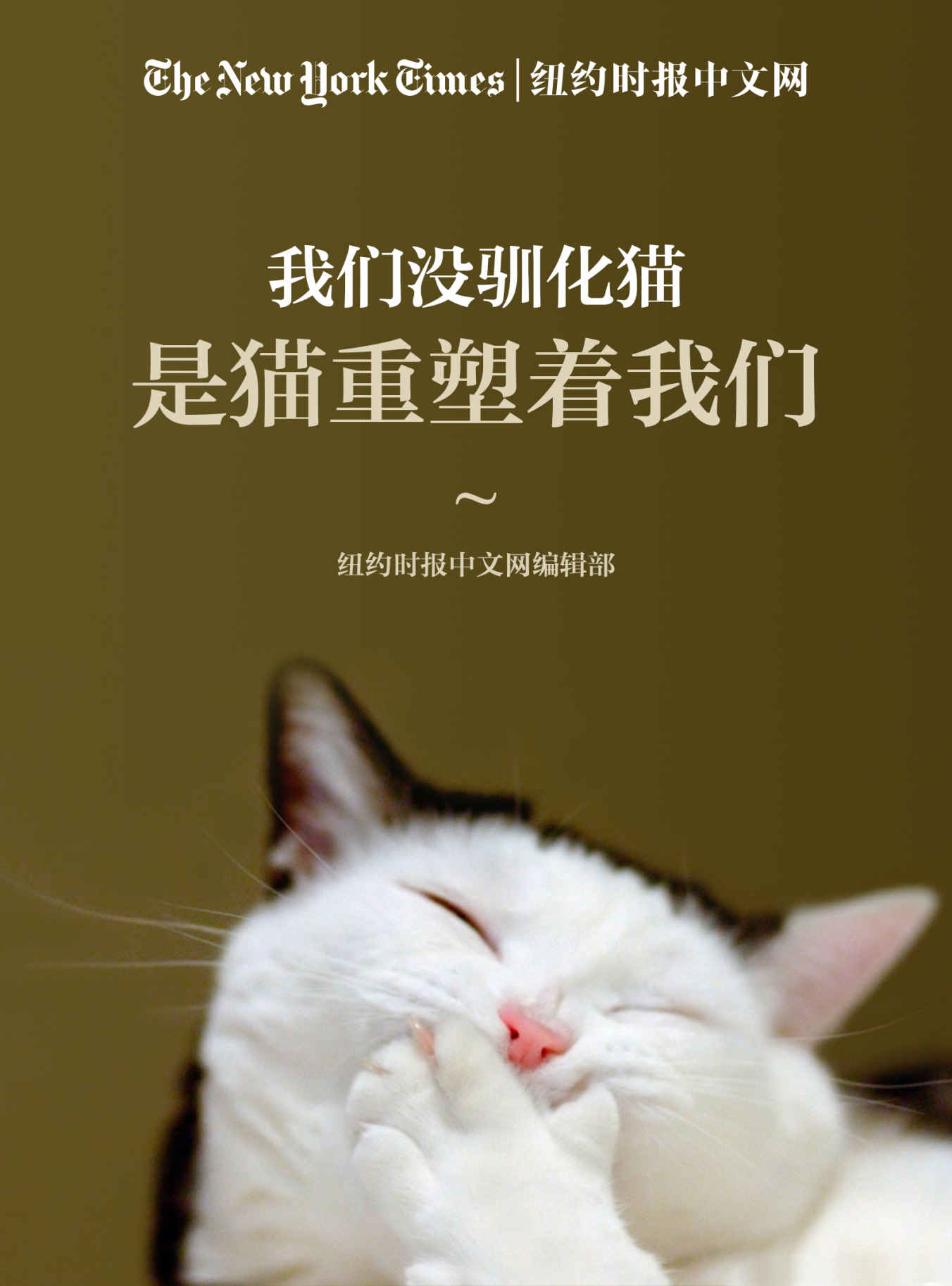 我们没驯化猫，是猫重塑着我们——《纽约时报》猫合集（纽约时报特辑）